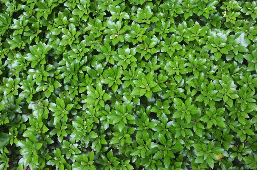 1 Bundle Green Sheen Mixed (50 plants)