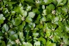 1 Bundle Common Pachysandra (50 plants)
