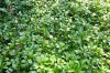 1 Bundle Common Pachysandra (50 plants)