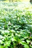 1 Bundle Common Pachysandra (50 plants)