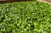 1 Bundle Common Pachysandra (50 plants)
