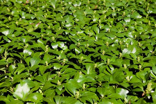 Image of Green Carpet Pachysandra