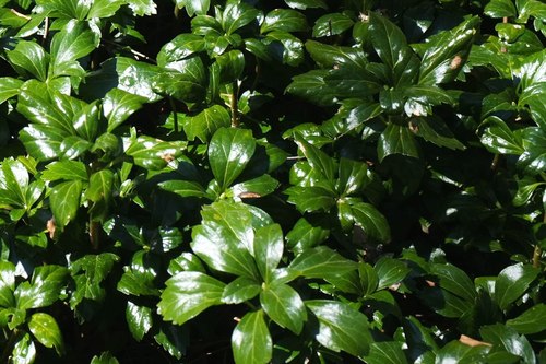 Image of Green Sheen Crinkle Pachysandra