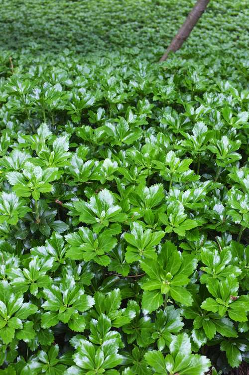 Image of Green Sheen Pachysandra