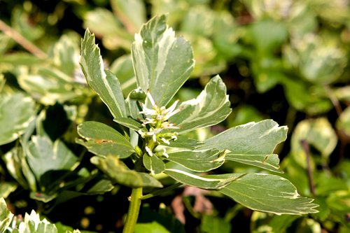 Image of Silver Edge Pachysandra