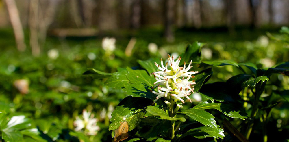 Pachysandra Flower
