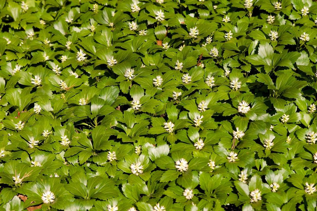 1 Bundle Green Carpet (50 plants)